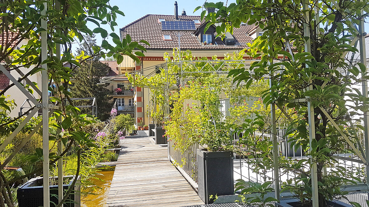 Heute: vorne ein mit Minikiwi bewachsener Spalierbogen, hinten Himbeerranken am Geländer.