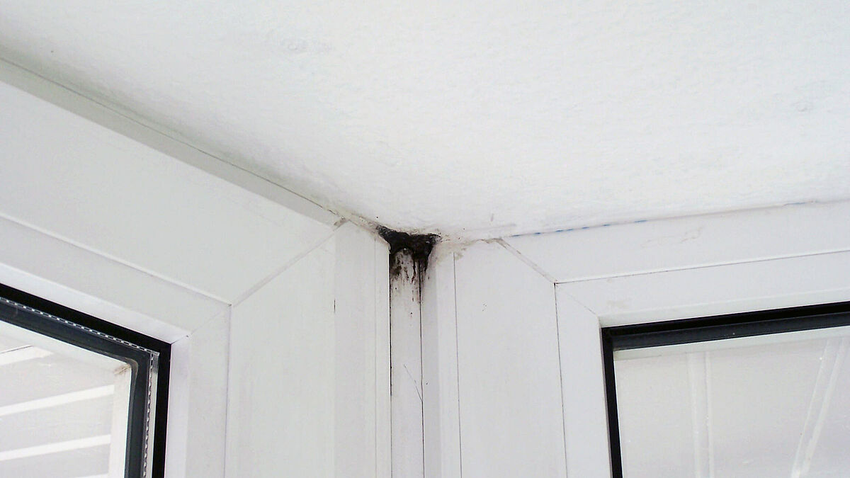 Photo : SpenkeUn sinistre : sur le profil de couplage non isolé de l’angle de la fenêtre, le pont thermique et la mauvaise conception du chauffage ont produit de l’eau de condensation, puis de la moisissure.